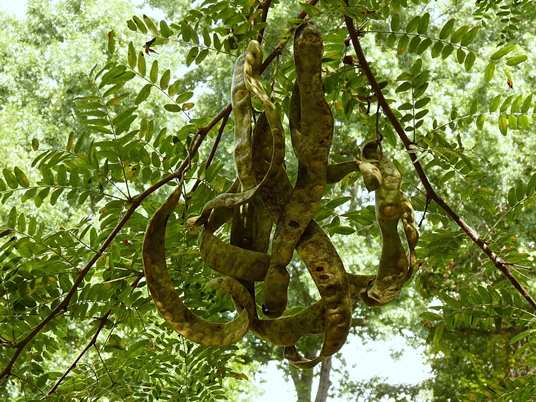 {Gleditsia triacanthos}